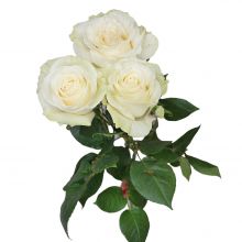Бели Рози