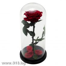Луксозна вечна роза в стъкленица Beauty & The Beast, Червен